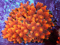 Bubble Tip Anemone