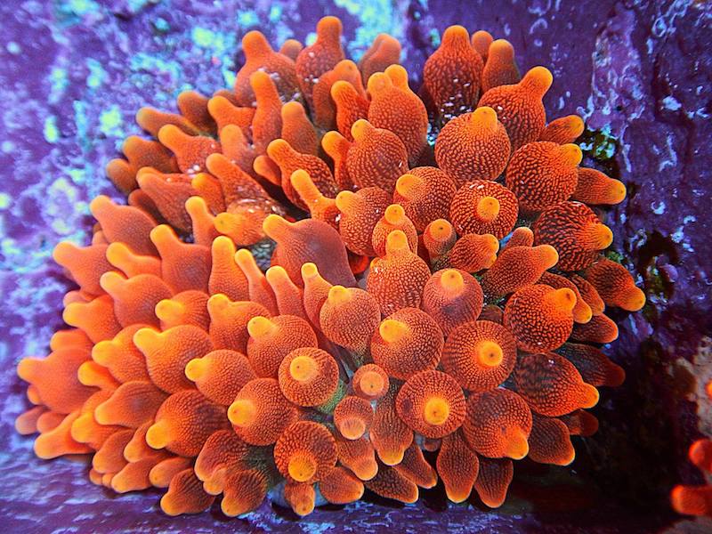 Bubble Tip Anemone